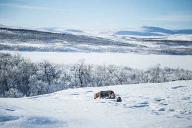 Örme kazak Norveç kış manzarası ile bir güzel kahverengi dachshund köpek