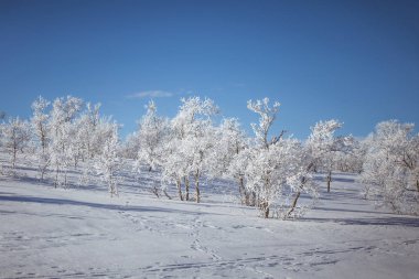 Snowy Norveç kış günü bir güzel orman manzara