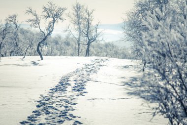 Snowy Norveç kış günü ayak izleri ile güzel bir beyaz manzara