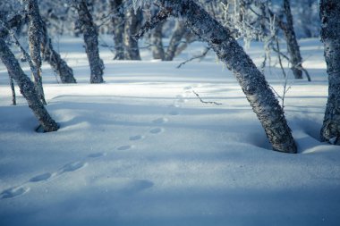 Snowy Norveç kış günü ayak izleri ile güzel bir beyaz manzara