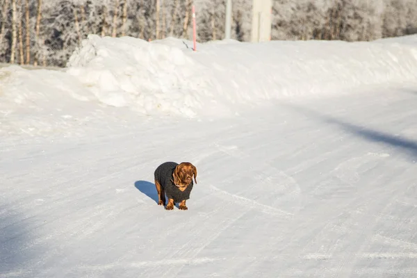 Krásné hnědé jezevčík pes s pletený svetr norský zimní krajinou — Stock fotografie