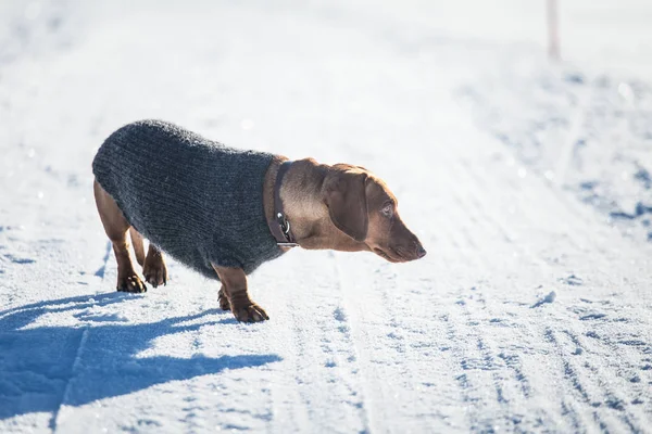 Een mooie bruine teckel hond met een gebreide trui in Noorse winter landschap — Stockfoto