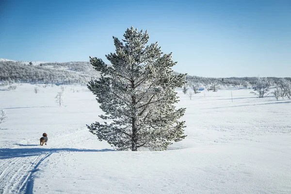 Örme kazak Norveç kış manzarası ile bir güzel kahverengi dachshund köpek