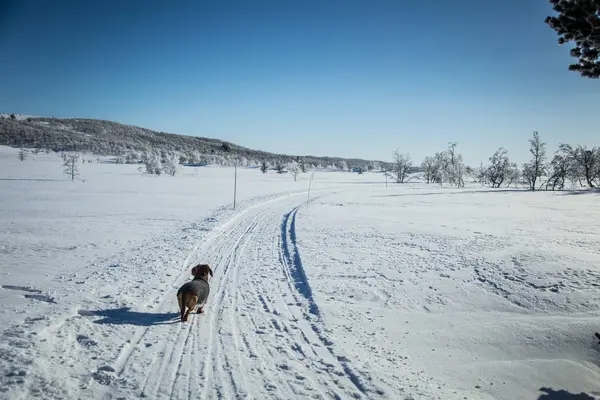 Örme kazak Norveç kış manzarası ile bir güzel kahverengi dachshund köpek