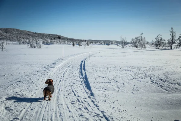 Örme kazak Norveç kış manzarası ile bir güzel kahverengi dachshund köpek