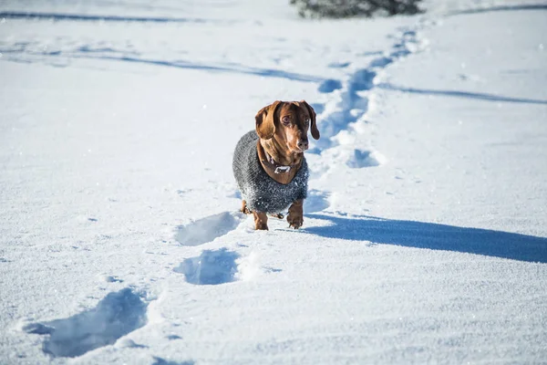 Örme kazak Norveç kış manzarası ile bir güzel kahverengi dachshund köpek — Stok fotoğraf