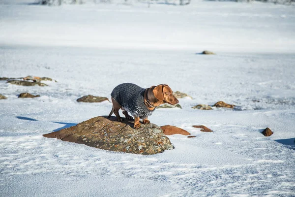 A beautiful brown dachshund dog with a knitted sweater in Norwegian winter scenery — Stock Photo, Image