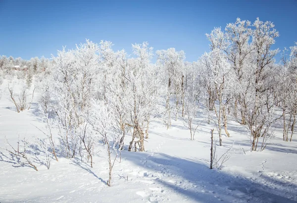 Un hermoso paisaje forestal de un nevado día de invierno noruego —  Fotos de Stock