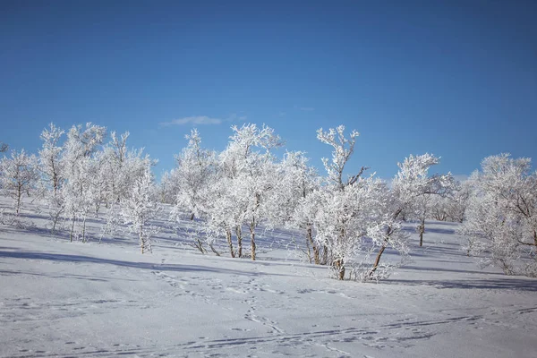 Snowy Norveç kış günü bir güzel orman manzara