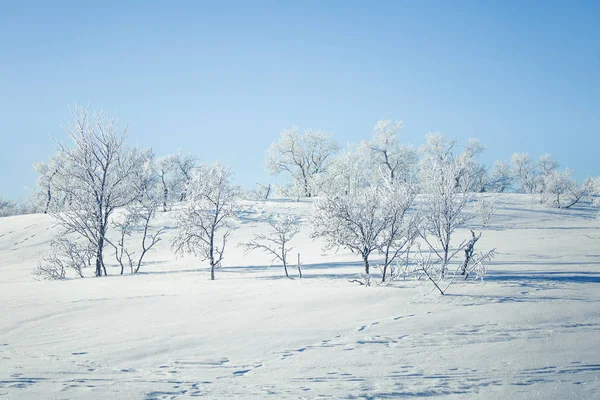 Een prachtige boslandschap van een besneeuwde Noorse winterdag — Stockfoto