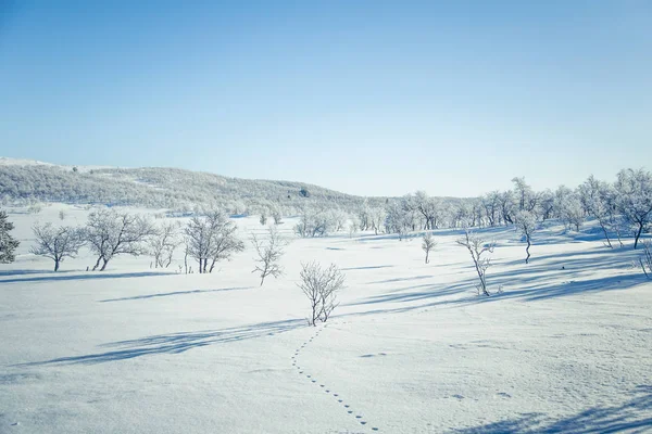 Un hermoso paisaje blanco de un nevado día de invierno noruego con huellas —  Fotos de Stock