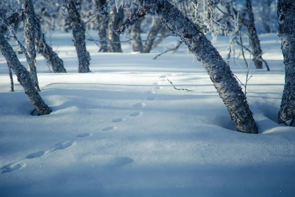 Snowy Norveç kış günü ayak izleri ile güzel bir beyaz manzara