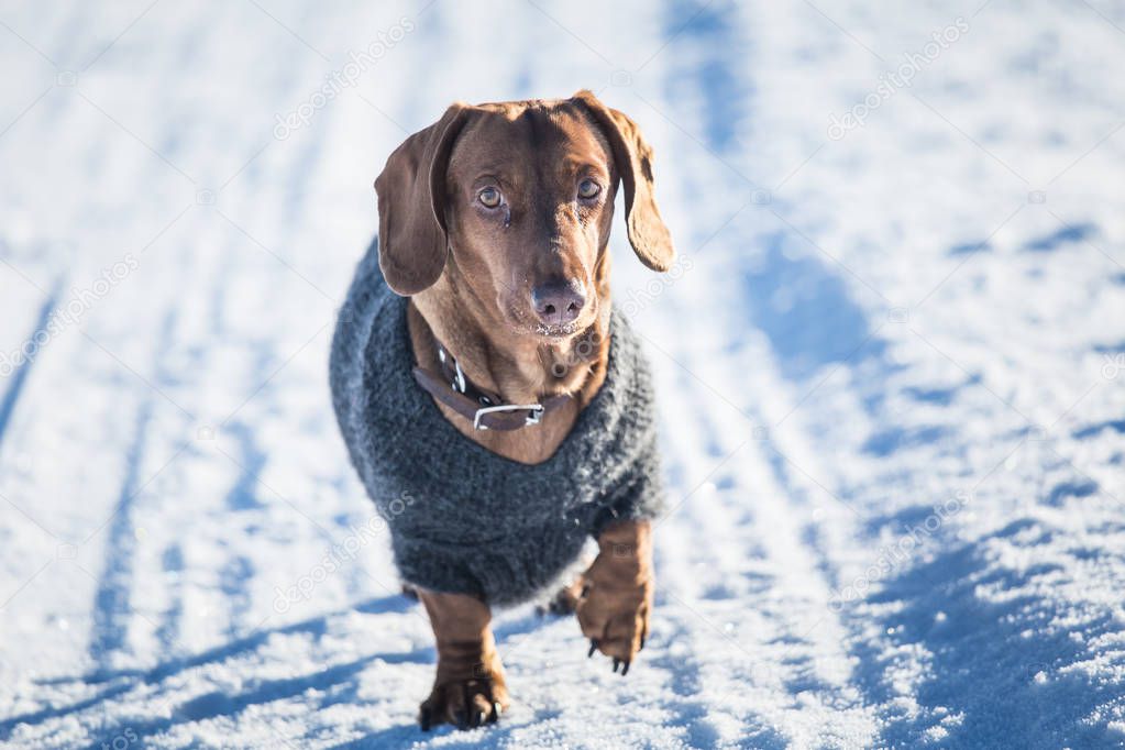 Eine schöne braune Dackel Hund mit einem Strickpullover in norwegischen