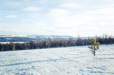 Snowy Norveç kış günü bir güzel orman manzara