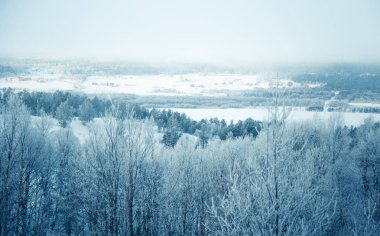 Snowy Norveç kış günü bir güzel orman manzara