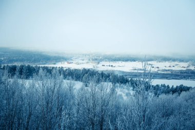 Snowy Norveç kış günü bir güzel orman manzara
