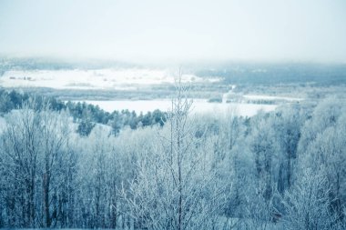 Snowy Norveç kış günü bir güzel orman manzara