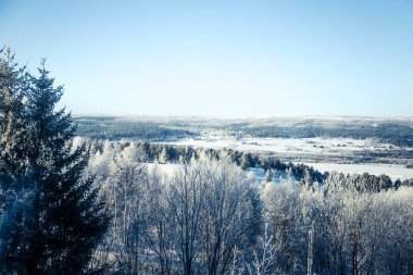Snowy Norveç kış günü bir güzel orman manzara
