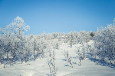 Snowy Norveç kış günü bir güzel orman manzara