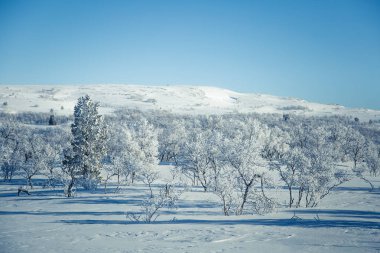 Snowy Norveç kış günü bir güzel orman manzara