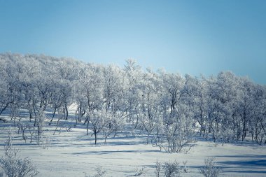 Snowy Norveç kış günü bir güzel orman manzara