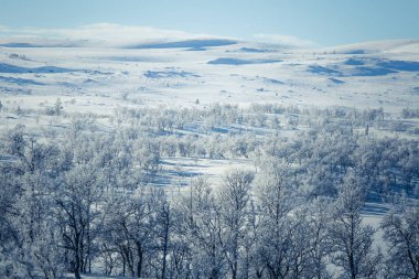 Snowy Norveç kış günü bir güzel orman manzara