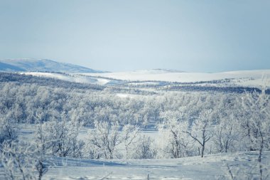 Snowy Norveç kış günü bir güzel orman manzara