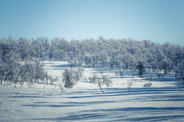 Snowy Norveç kış günü bir güzel orman manzara