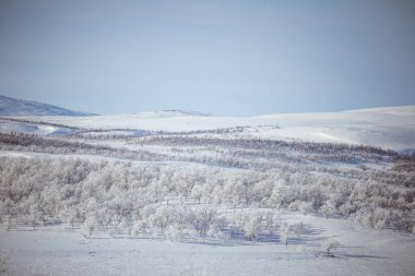 Snowy Norveç kış günü bir güzel orman manzara