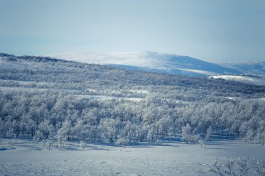Snowy Norveç kış günü bir güzel orman manzara