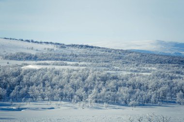 Snowy Norveç kış günü bir güzel orman manzara