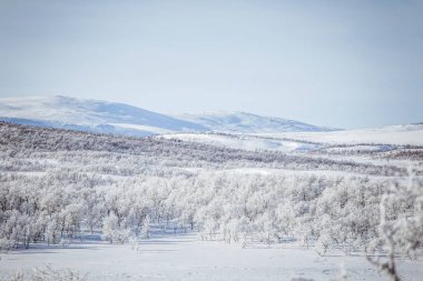 Snowy Norveç kış günü bir güzel orman manzara