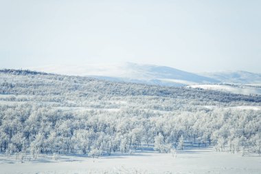 Snowy Norveç kış günü bir güzel orman manzara