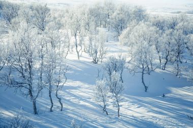 Snowy Norveç kış günü bir güzel orman manzara