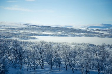 Snowy Norveç kış günü bir güzel orman manzara