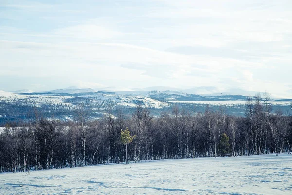 Snowy Norveç kış günü bir güzel orman manzara