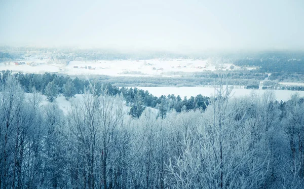 Piękny las krajobraz śnieżny dzień norweski zima — Zdjęcie stockowe
