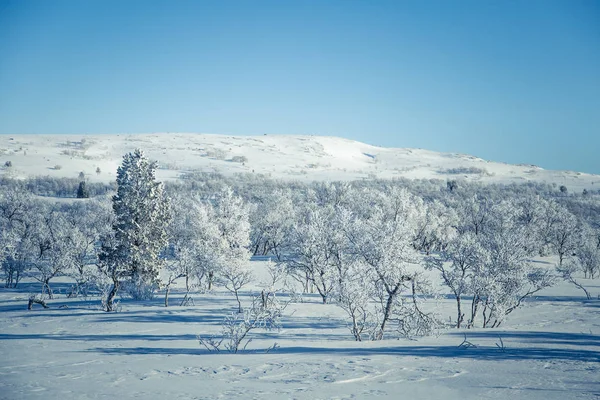 Un hermoso paisaje forestal de un nevado día de invierno noruego — Foto de Stock