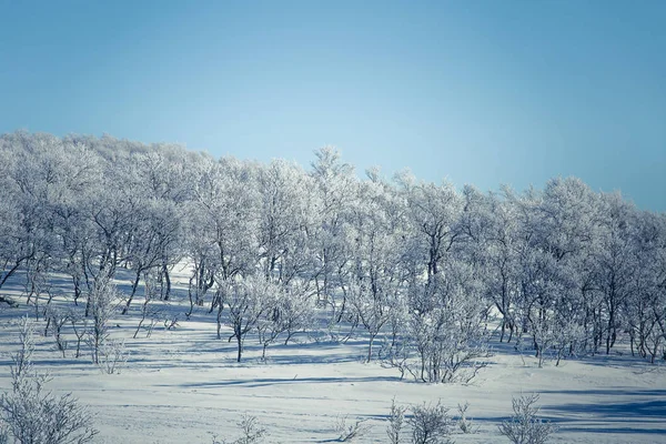 Un hermoso paisaje forestal de un nevado día de invierno noruego —  Fotos de Stock