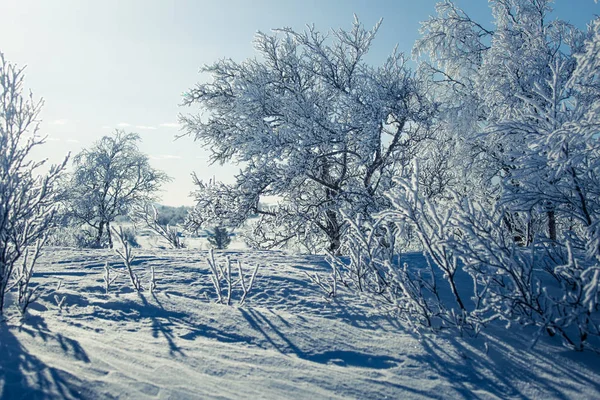 Un hermoso paisaje forestal de un nevado día de invierno noruego —  Fotos de Stock