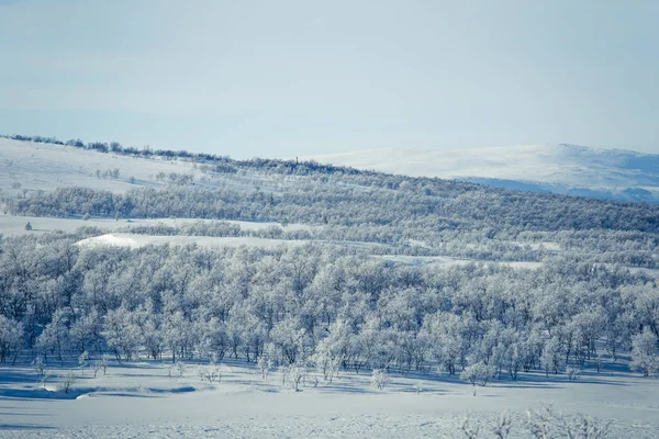 Un beau paysage forestier d'une journée d'hiver norvégienne enneigée — Photo