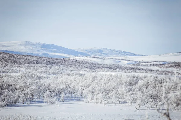 Snowy Norveç kış günü bir güzel orman manzara