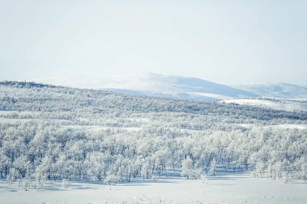 Snowy Norveç kış günü bir güzel orman manzara