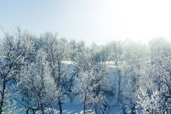 Un hermoso paisaje forestal de un nevado día de invierno noruego —  Fotos de Stock