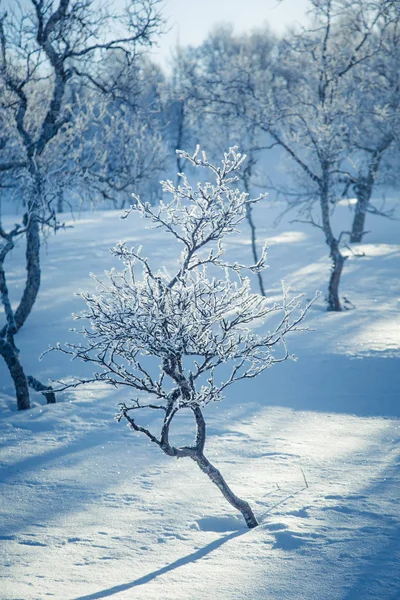 Uma bela paisagem florestal de um dia de inverno norueguês nevado — Fotografia de Stock
