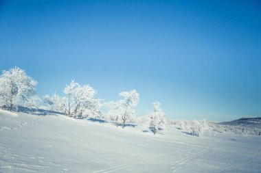 Donmuş Plains'de snowy Norveç kış günü güzel bir manzara