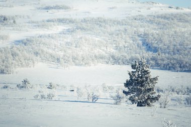 Snowy Norveç kış günü güzel bir beyaz manzara