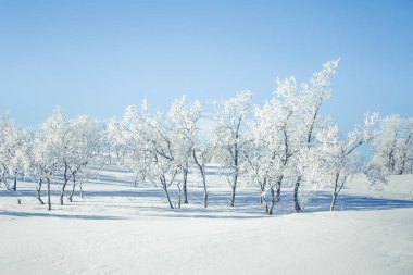 Snowy Norveç kış günü güzel bir beyaz manzara