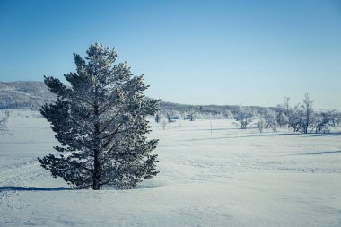 Snowy Norveç kış günü güzel bir beyaz manzara