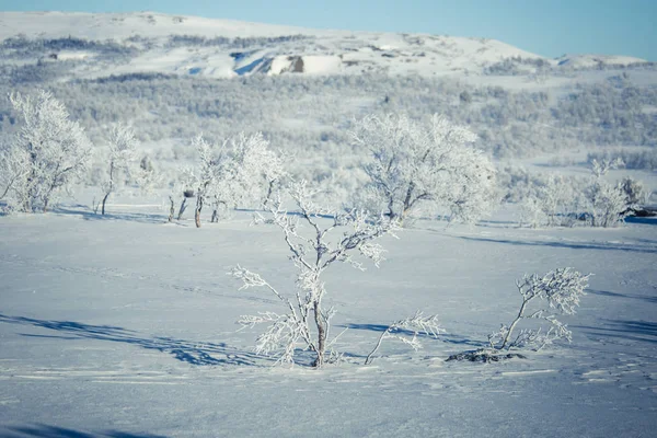 雪に覆われたノルウェーの冬の日の美しい白の風景 — ストック写真